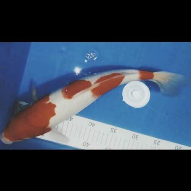 C.kohaku 35cm