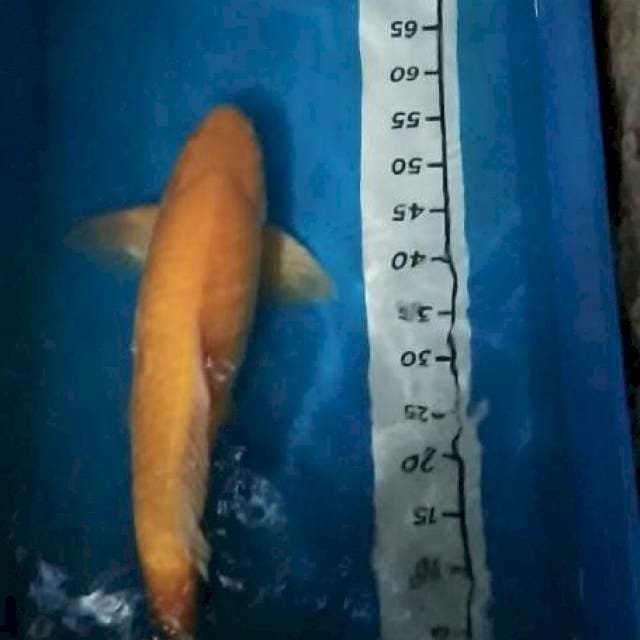 Karashi 65cm munuk pol