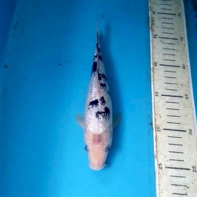 Ginrin Bekko 21cm