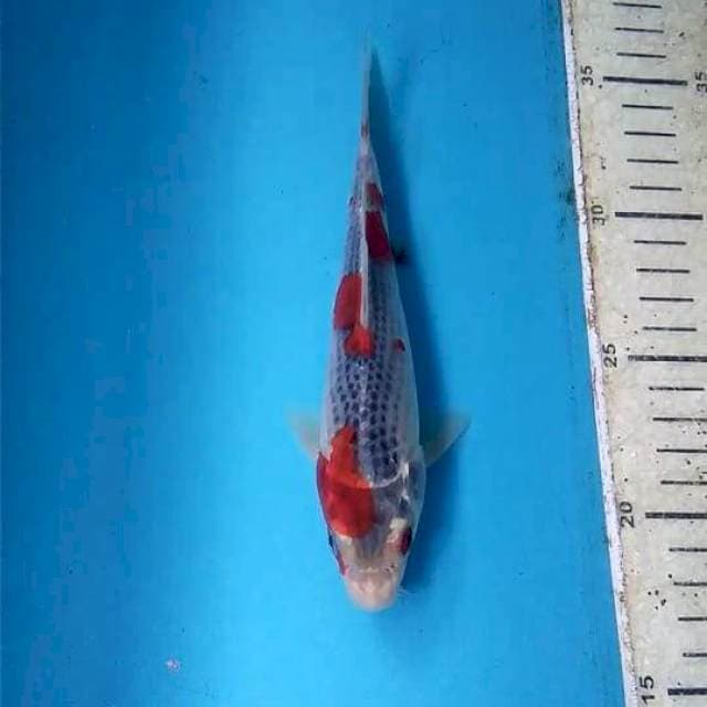 Goshiki 18cm