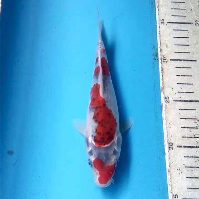 Goshiki 19cm