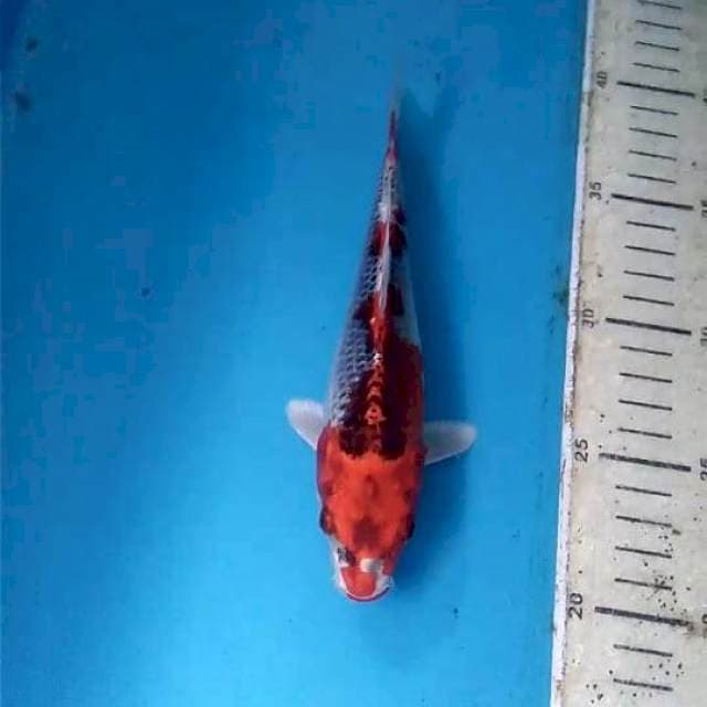Kujaku 19cm
