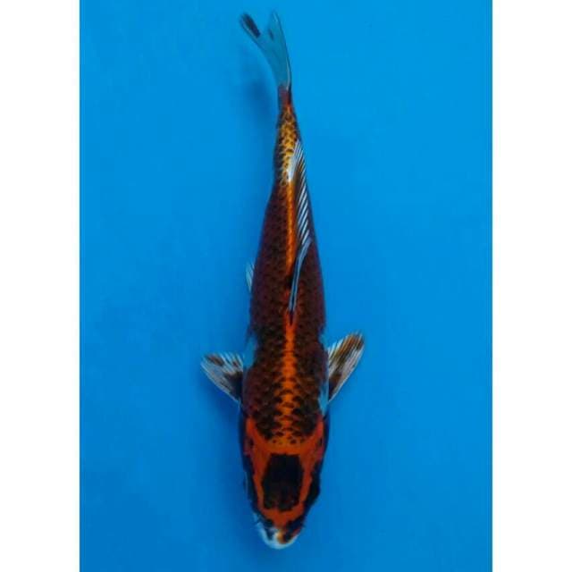Ogata Beniginga