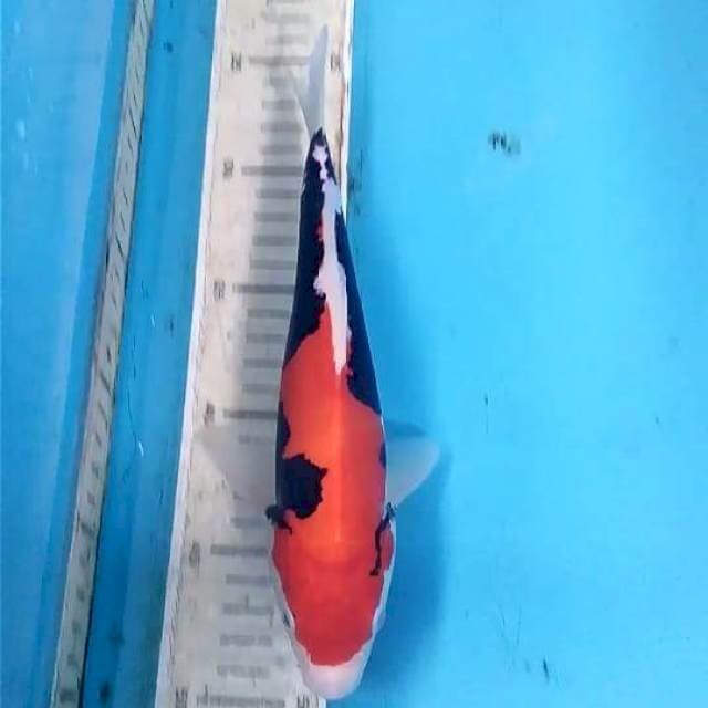 Beni Kumonryu 25cm Male Ready Show