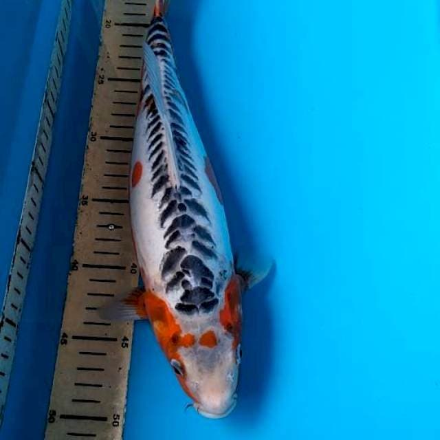 Sushui ,35cm