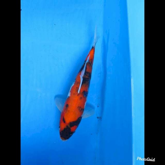 30cm male , Hi Showa