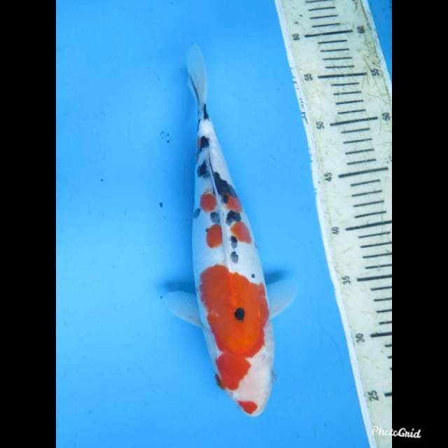 31cm fml , Kindai Sanke Doitsu