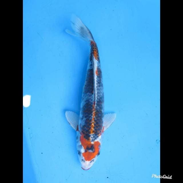 32cm male , Beniginga Antik
