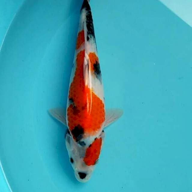 Showa zozzz 26cm
