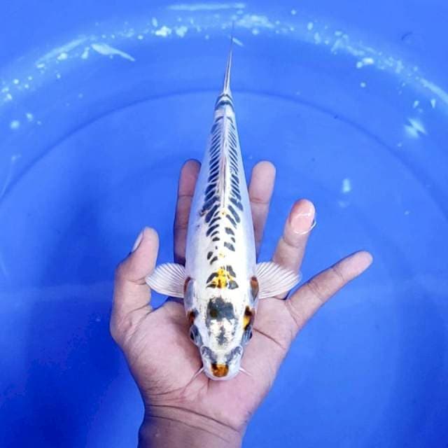 Kiko / 25 cm