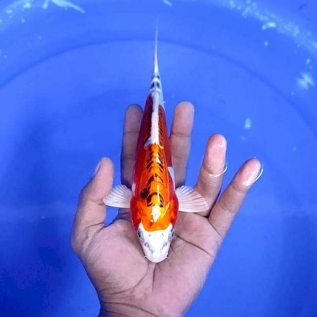 kujaku doitsu / 21 cm