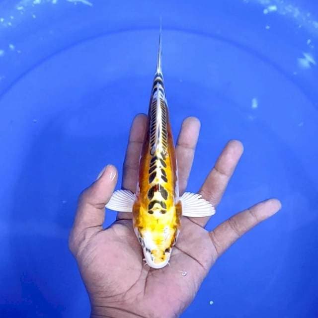 Kiko / 22 cm