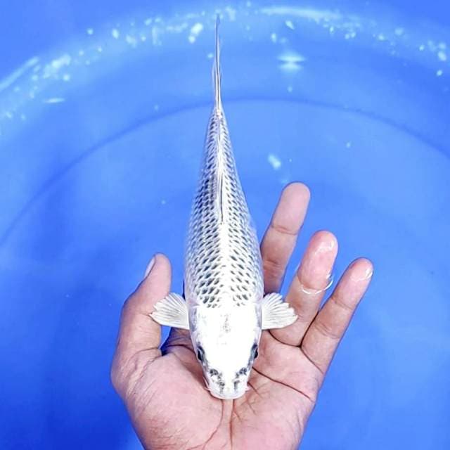 gin madsuba / 22 cm