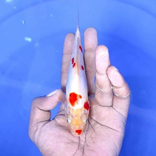 kuhaku doitsu / 16 cm