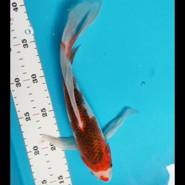 Kumpay goromo 26cm