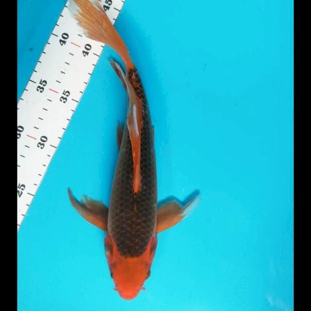 Kumpay matsuba 31cm