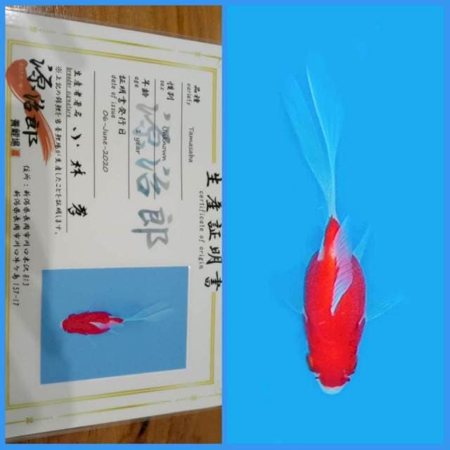 Tamasaba Kohaku / Sakura π―π΅