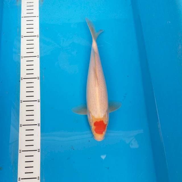 Tancho kohaku