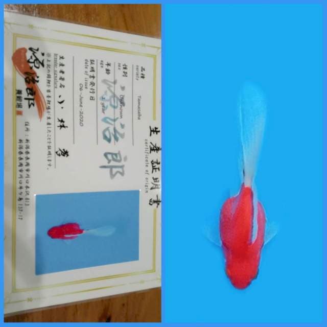 Tamasaba Kohaku / Sakura π―π΅