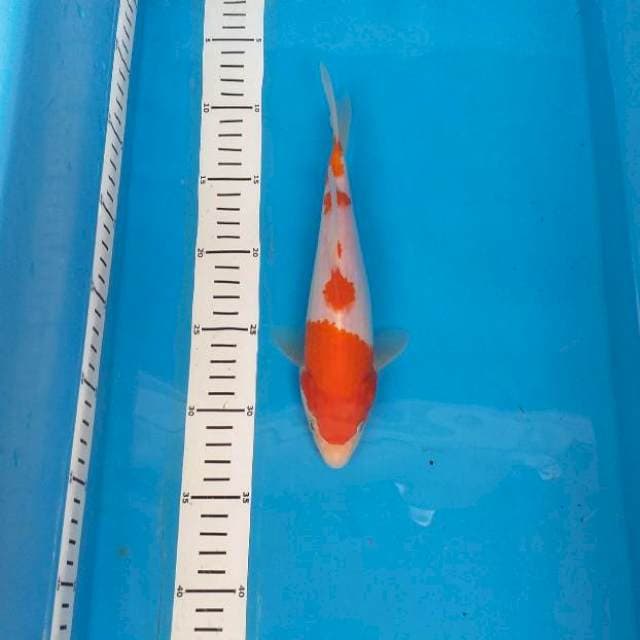 Kohaku