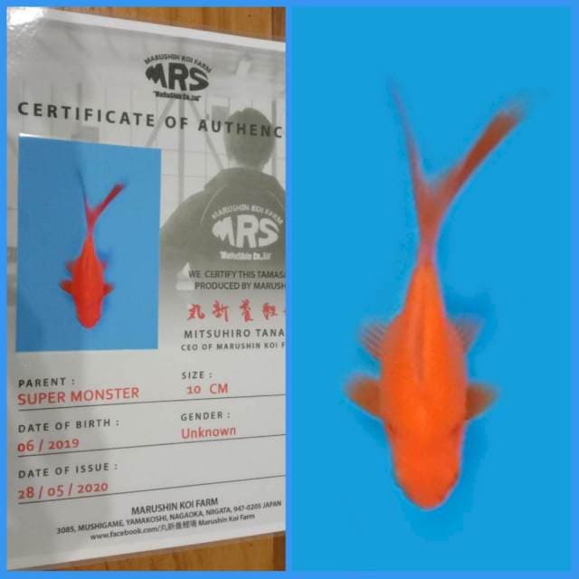 Tamasaba Benigoi π―π΅