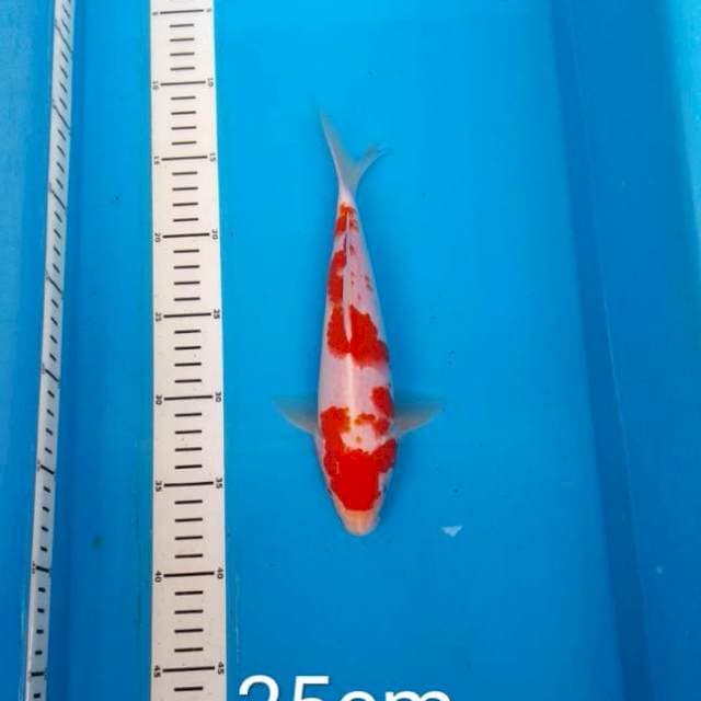 Kohaku