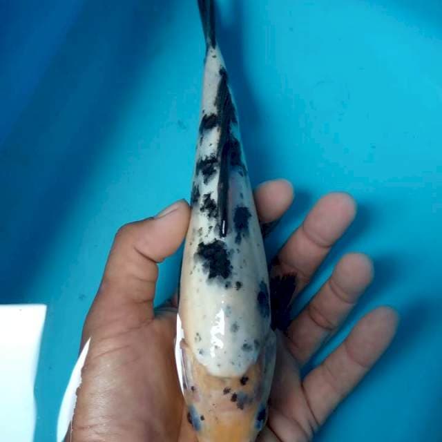 Aka bekko 23cm
