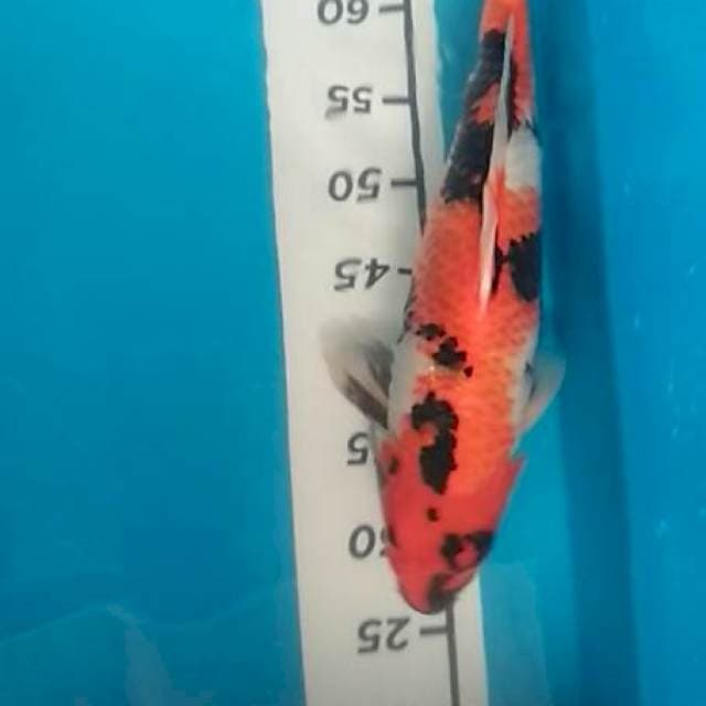 Showa 37cm bulky ganteng