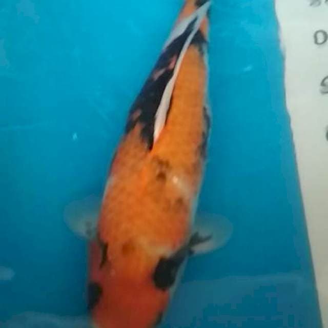 Showa 38cm