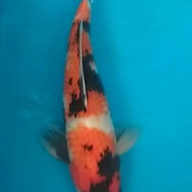 showa 35cm