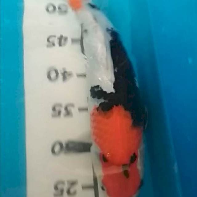Showa 35cm