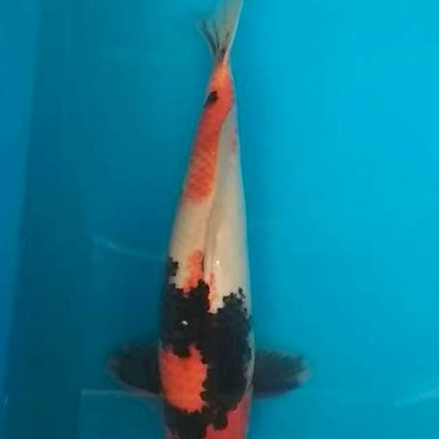 Showa 35cm