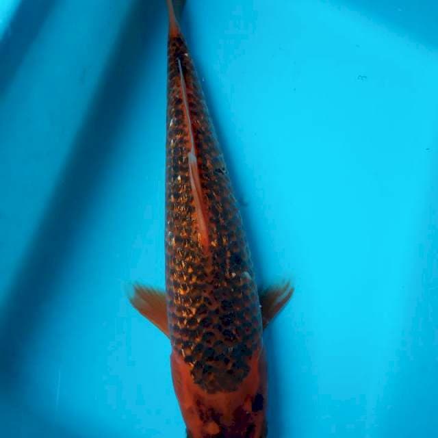 Kawarimono gindrin 29cm