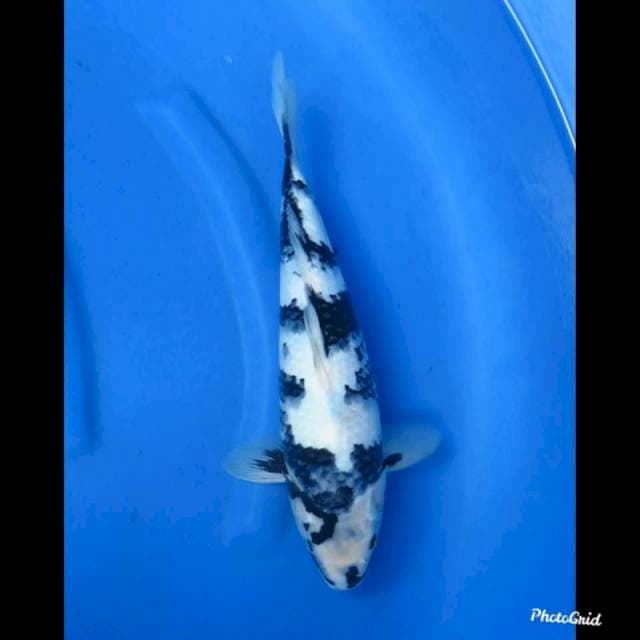 35cm Male , Shiro Tategoi