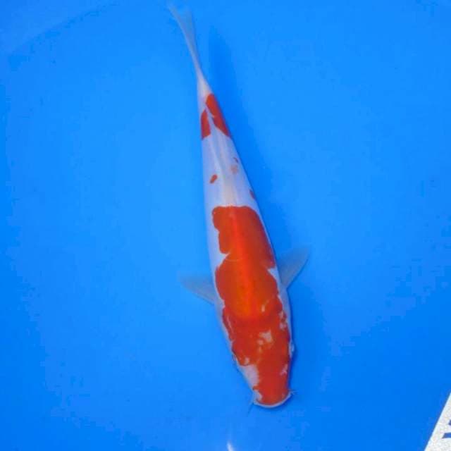 Kohaku doitsu mulus