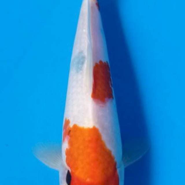 Kindai Showa Tategoi