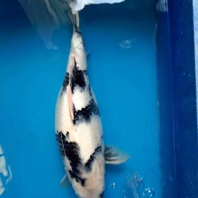 Shiro utsuri 45cm