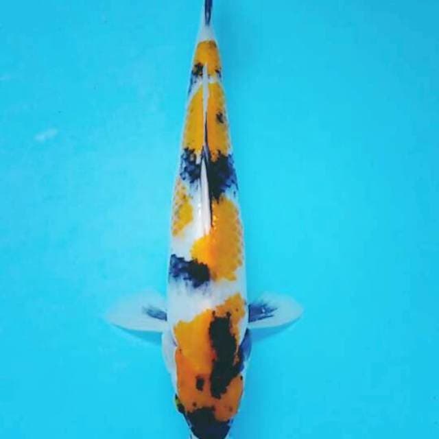 Showa kuning 27cm