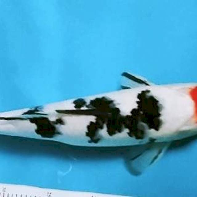 Tanco sanke size 32cm