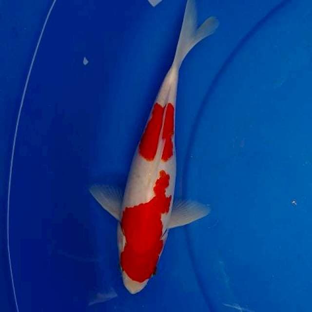Kohaku
