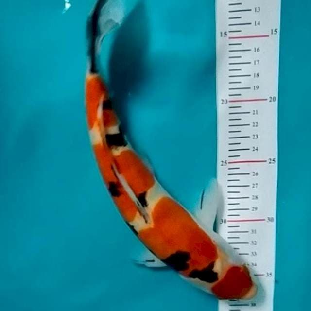 MARUTEN SANKE DOIDSU 30CM