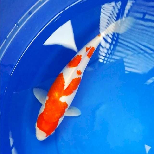 Kohaku