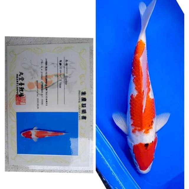 Sanke Import Marudo