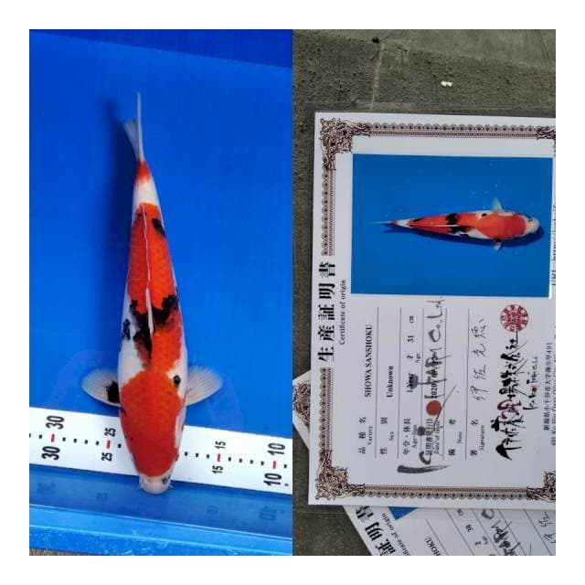 Showa ISA koi farm