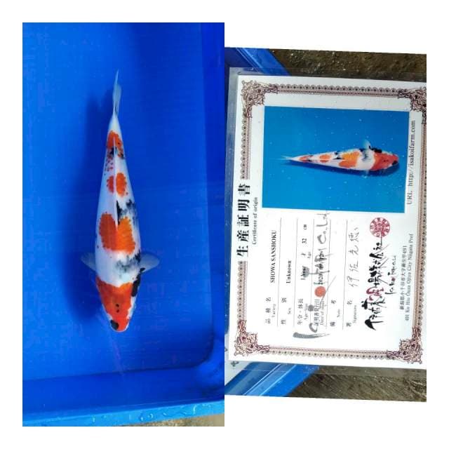 Showa ISA koi farm