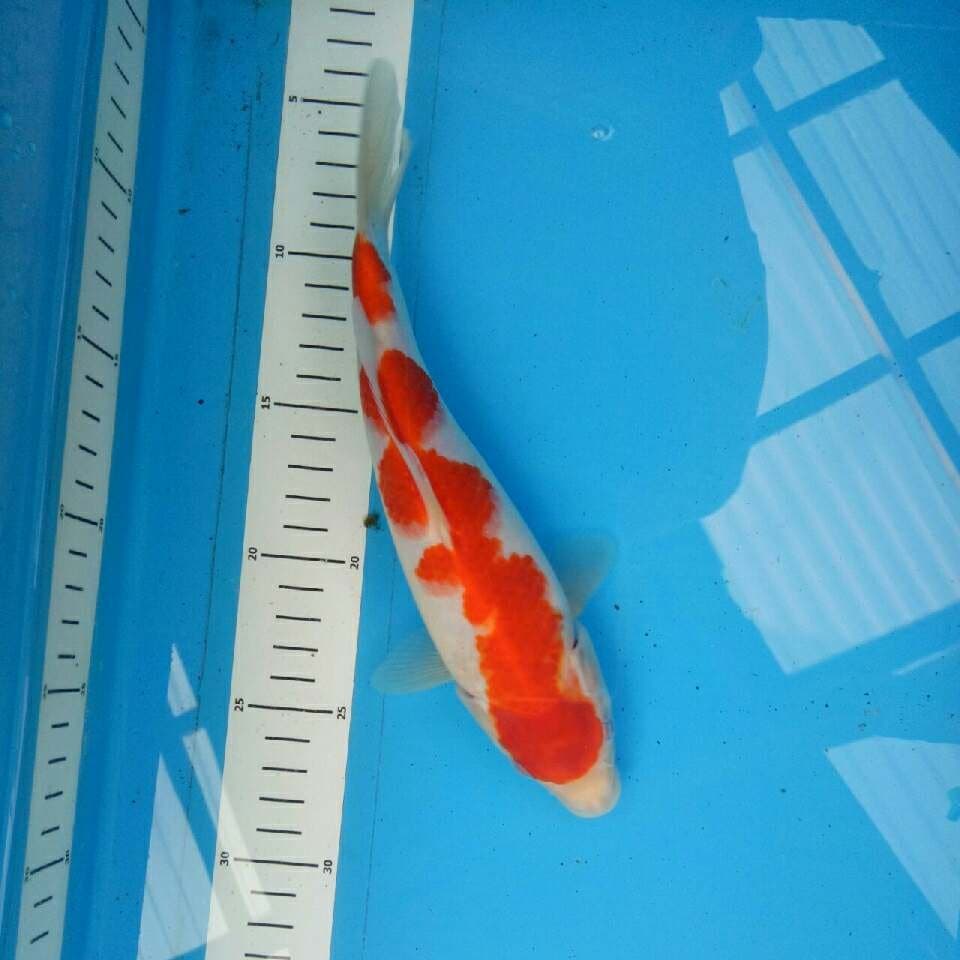 Kohaku 25 cm