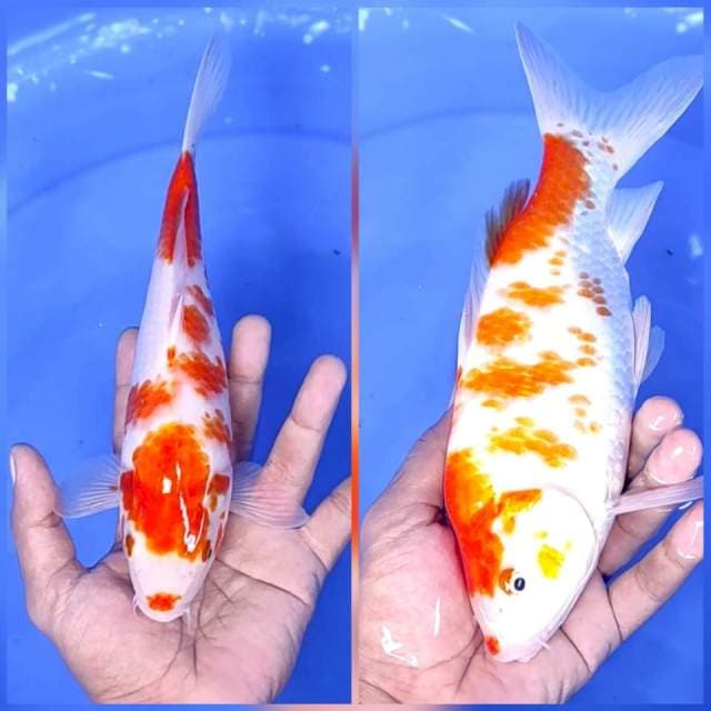 1. Kanoko Kohaku Mantap || 26 cm