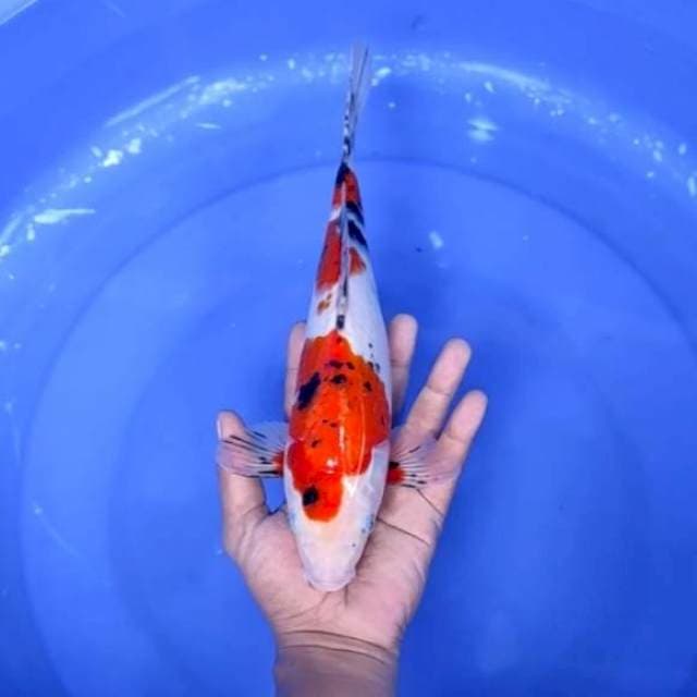 4. Sanke || 31 cm || Jantan