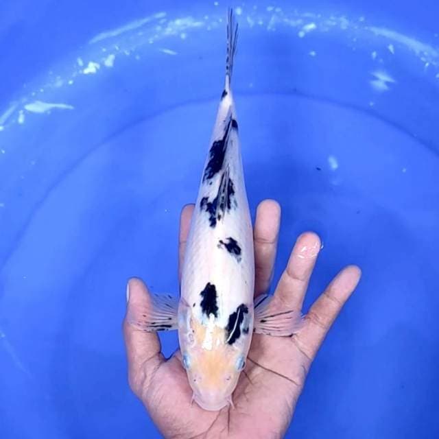 5. Bekko || 27 cm || Jantan
