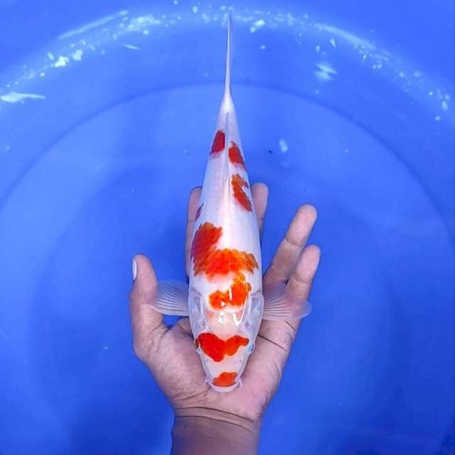 10. Kohaku || 29 cm || Jantan